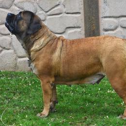 Maia - Mastiff