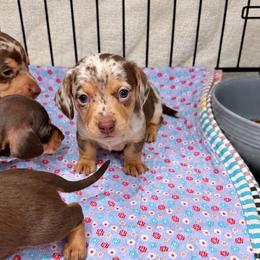 Boy dapple 1 ckc - Dapple male Dachshund puppy in Nacogdoches, Texas from S7 Dachsunds