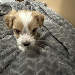 Maltipoo Puppies from Christy Mashore