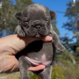 Blue Brindle Girl (Sansa - Meeko) - Brindle female French Bulldog puppy in Gulf Breeze, Florida from SW Frenchies