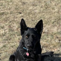 Piper - German Shepherd