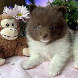 Pomeranian Puppies from Lucky Poms