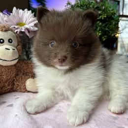 Pomeranian Puppies from Lucky Poms
