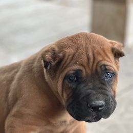 Boy 4 - Red male Cane Corso puppy in Sandia, Texas from OneTime Cane Corso