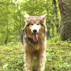 Ipo - Native American Indian Dog