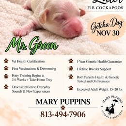Mr Green - Buff and white male Cockapoo puppy in Tampa, Florida from Mary Puppins