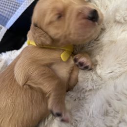 Golden Retriever Puppies from Tradershire Goldens