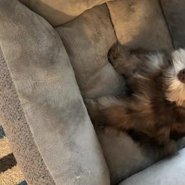 Miniature Schnauzer Puppies from Southern Magnolia Schnauzers