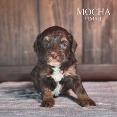 Mocha (Pink Girl) - female Golden Mountain Doodle puppy in Pagosa Springs, Colorado from Selah Mountain Dogs