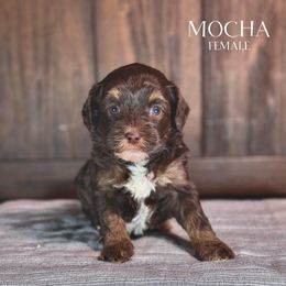Mocha (Pink Girl) - female Golden Mountain Doodle puppy in Pagosa Springs, Colorado from Selah Mountain Dogs