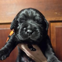 Orange Male - Black male Labrador Retriever puppy in Andrews, South Carolina from Leyland Cypress Retrievers