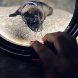 German Shepherd Puppies from Legacy K9’s