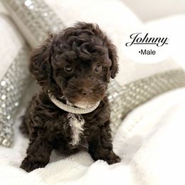 Johnny - Brown male Poodle puppy in Jackson, Mississippi from T.M. Poodles & Doodles