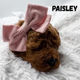 Paisley - Red  female Goldendoodle puppy in Eagle Mountian, Utah from The Puppy Family