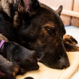 German Shepherd Puppies from MCX K9
