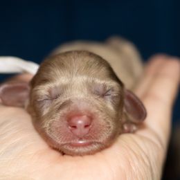 Cookie - Dapple female Dachshund puppy in Mesa, Arizona from Dach Army LLC