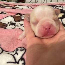 Pumpkin - Seal and white female Boston Terrier puppy in Johnstown, Colorado from R&M Bostons