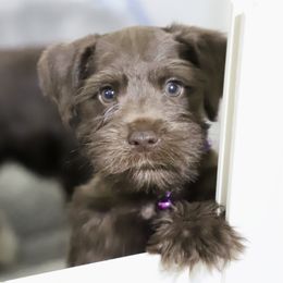 Miniature Schnauzer Puppies from Reservoir Dogs