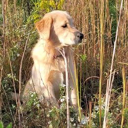 Golden Retriever Puppies from Arkansas River Golden Retrievers