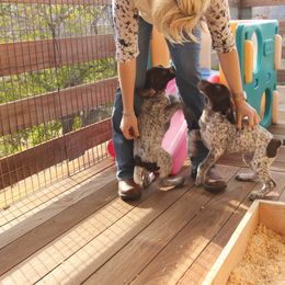 German Shorthaired Pointer Puppies from Oakcreek