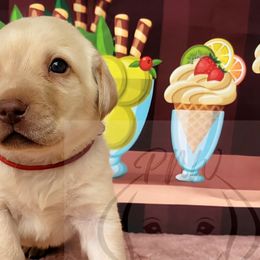 Boy 3 - Yellow Labrador Retriever puppy in Rogue River, Oregon from PNW Labradors