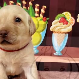 Boy 3 - Yellow Labrador Retriever puppy in Rogue River, Oregon from PNW Labradors
