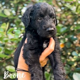Boone - Black male Goldendoodle puppy in Cocoa, Florida from The Coastal Homestead