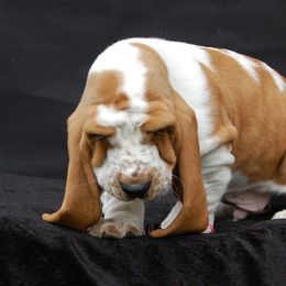 Basset Hounds and Bedlington Terriers from First Class Bassets and Bedlingtons