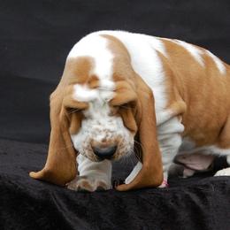 Basset Hounds and Bedlington Terriers from First Class Bassets and Bedlingtons