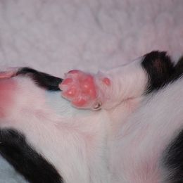 Cardigan Welsh Corgi Puppies from Aramora Cardigan Welsh Corgis