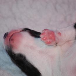 Cardigan Welsh Corgi Puppies from Aramora Cardigan Welsh Corgis