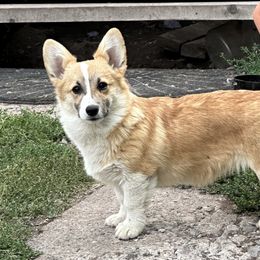 Annie - Pembroke Welsh Corgi