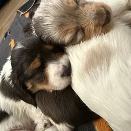 Dachshund Puppies from Collier Dachshunds