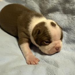 Kris Kringle - Red male Boston Terrier puppy in Kingsport, Tennessee from Dreamweaver Bostons