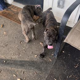 Cane Corso Puppies from TopNotch Corsos