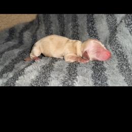 Ee cream red - Cream female Dachshund puppy in Carthage, Texas from Rafter C Ranch Doxies
