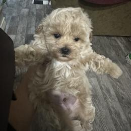 Sir Pierce - Apricot male Maltipoo puppy in Southern,, California from Maltipoo Tiny Pups & More