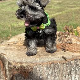 Jada - Salt and pepper female Miniature Schnauzer puppy in Jayess, Mississippi from Barbara Clark