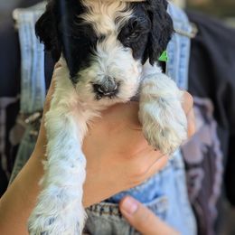 Green Collar - Parti male Goldendoodle puppy in Olympia, Washington from Sinclairdoodles