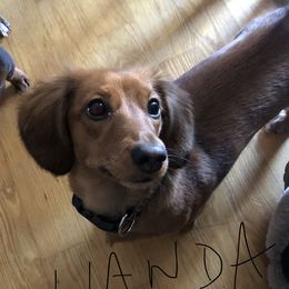 Wanda - Dachshund