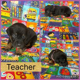 Teacher - Black female Catahoula Leopard Dog puppy in Forbes, Minnesota from North Country Catahoulas