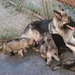 Shiloh Shepherd Puppies from Solace Shilohs