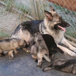 Shiloh Shepherd Puppies from Solace Shilohs