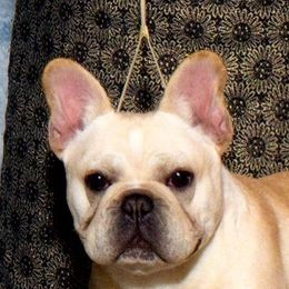 Journie - French Bulldog