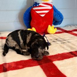 Curaçao - Merle female Goldendoodle puppy in Houston, Texas from Were The Mack'Doodles