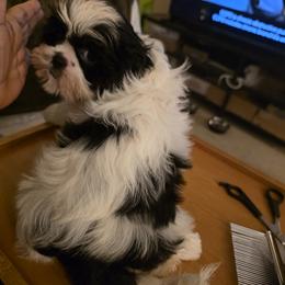 Winnie - Black and white female Shih Tzu puppy in Englewood, New Jersey from Sincerely Paws
