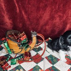 Havana Silk Dog Puppies from Joyful Heart Silks