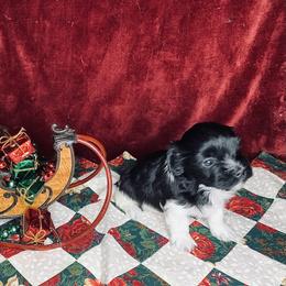 Havana Silk Dog Puppies from Joyful Heart Silks