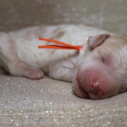 Mia - Parti female Goldendoodle puppy in Cherry Creek, New York from Doodles Pups of NY