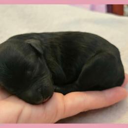 Girl 2 - Black female Poodle puppy in Bauxite, Arkansas from Mountain Ridge Poodles